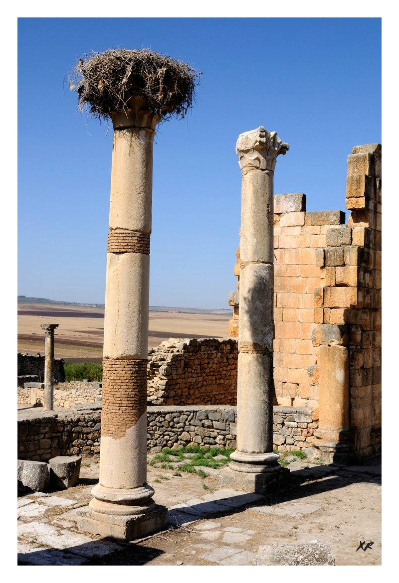 225-Volubilis.jpg