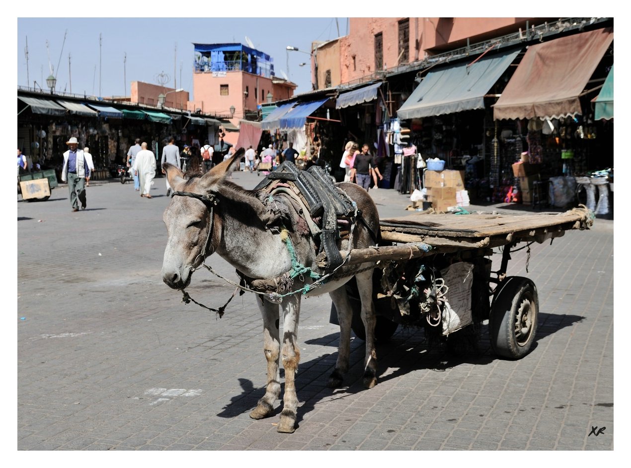 330-Marrakech-Medina.JPG