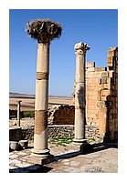225-Volubilis.jpg