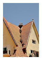 239-Ifrane.JPG