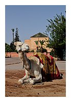 296-Marrakech.JPG