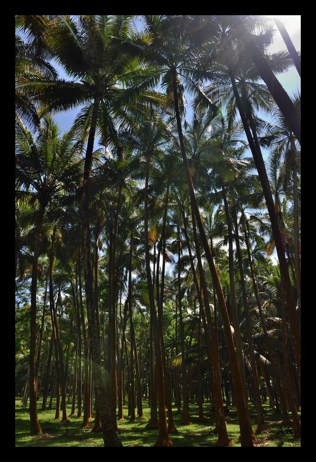 145-Anse Cascades.JPG