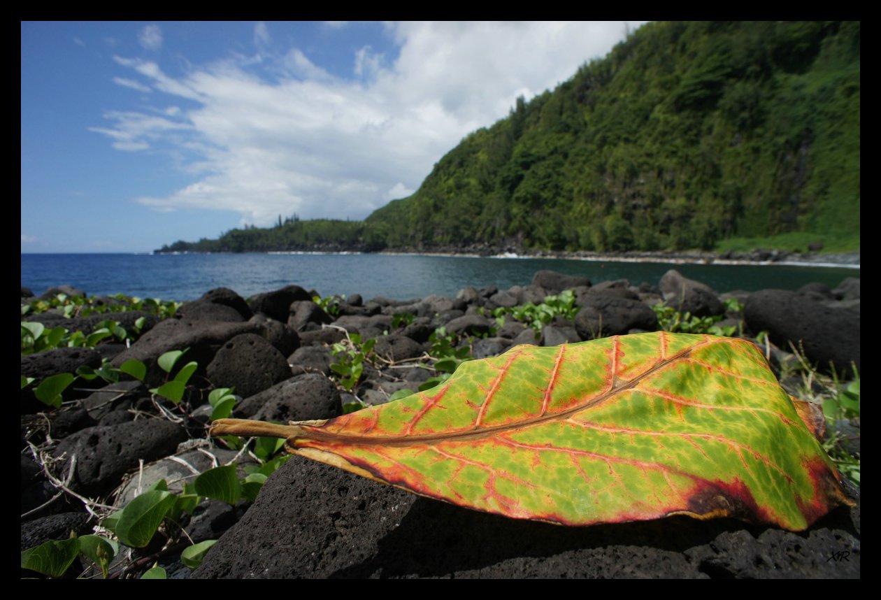 154-Anse Cascades.JPG