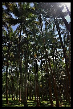 145-Anse Cascades.JPG