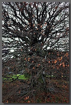 064-Geneve.JPG