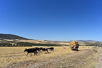 040-Volubilis.JPG